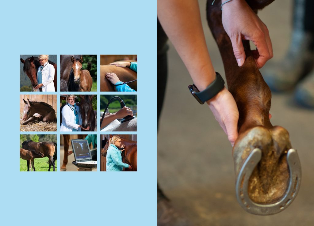 Fotocollage mit Pferden und Untersuchungen neben Hand am Pferdehuf für Pferdepraxis Dr. med. vet. Theresa Bockhorni