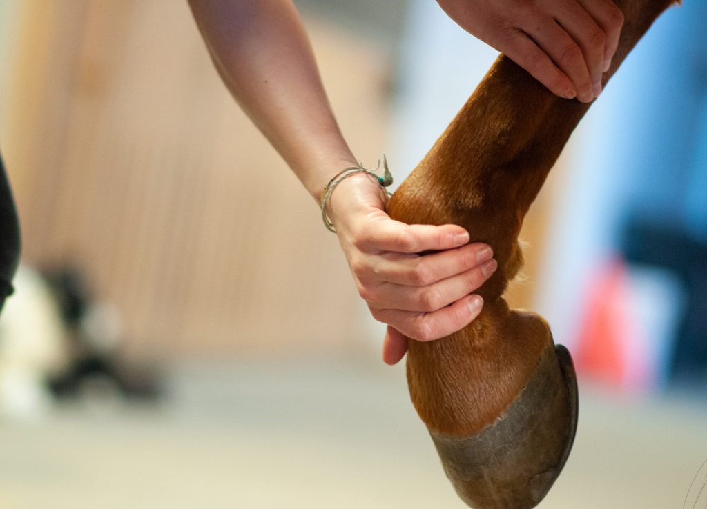 Hand tastet das Pferdebein oberhalb des Hufs ab für Pferdepraxis Dr. med. vet. Theresa Bockhorni