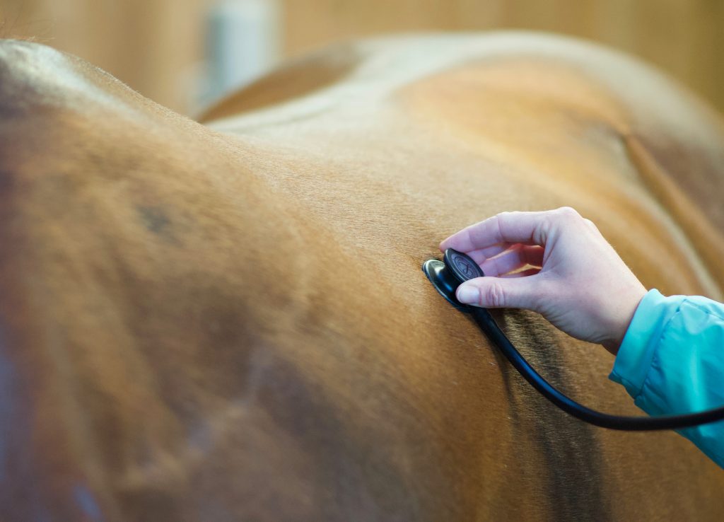 Hand mit Stethoskop am Körper eines braunen Pferdes für Pferdepraxis Dr. med. vet. Theresa Bockhorni