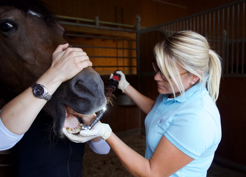 Dr. med. vet. Theresa Bockhorni untersucht mit einem Instrument das Gebiss eines Pferdes im Stall